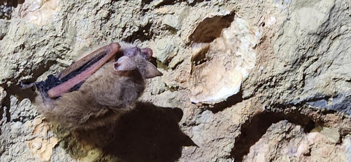 Close-up of a bat hanging on rocks