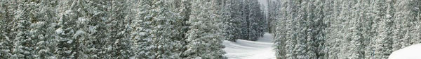 snowy-forest-banner.jpg