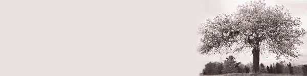 white-tree-banner.jpg