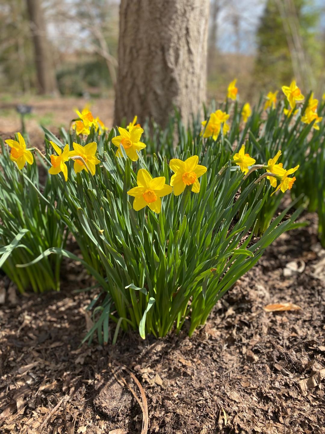 daffodils.jpg