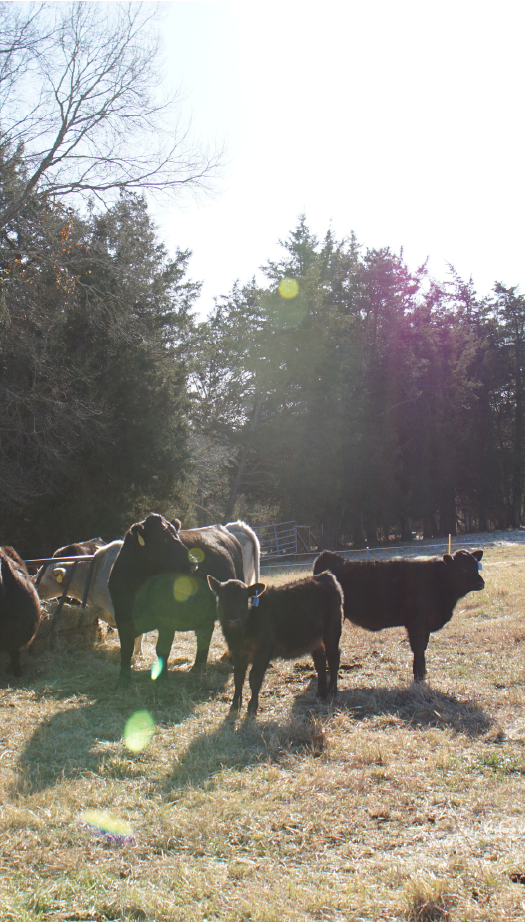 Livestock in field