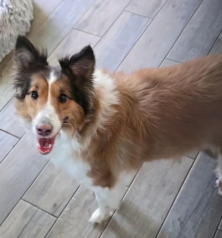 Sheltie Rescue Sc Summer Newsletter from Northern Chesapeake Sheltie Rescue
