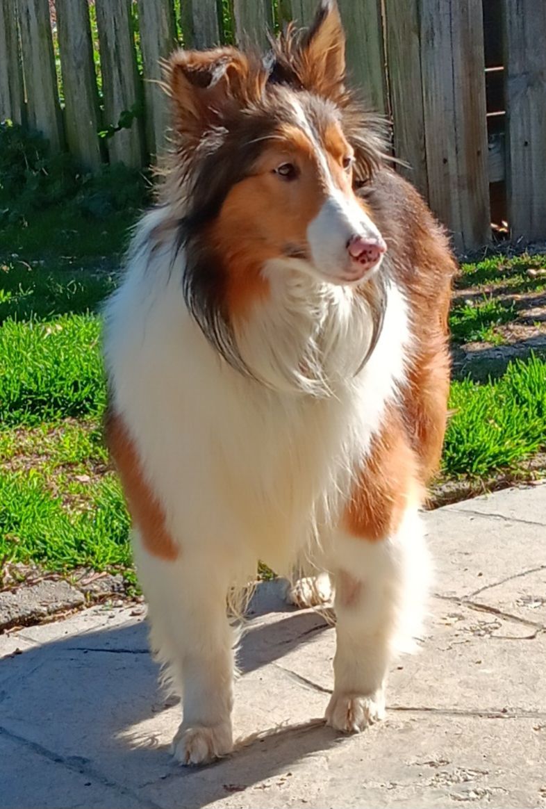 Sheltie Rescue Sc Northern Chesapeake Sheltie Rescue Spring 2024 Newsletter