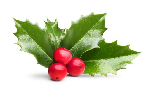 Holly leaves decoration with red berries.