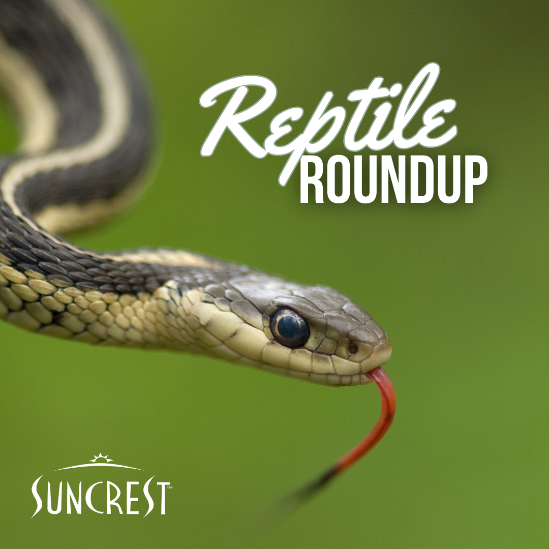 Reptile Roundup