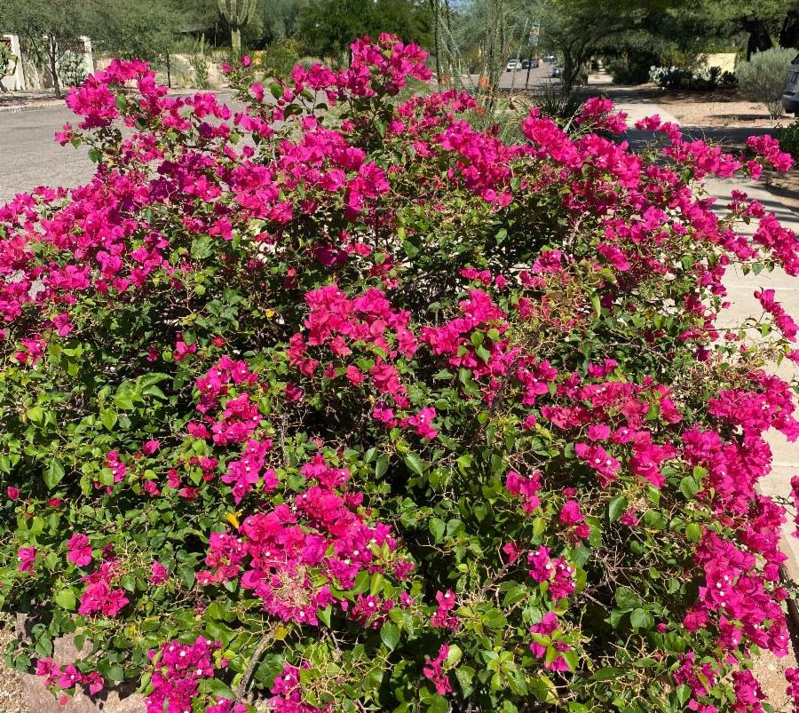 Beautiful Sam Hughes Blooms