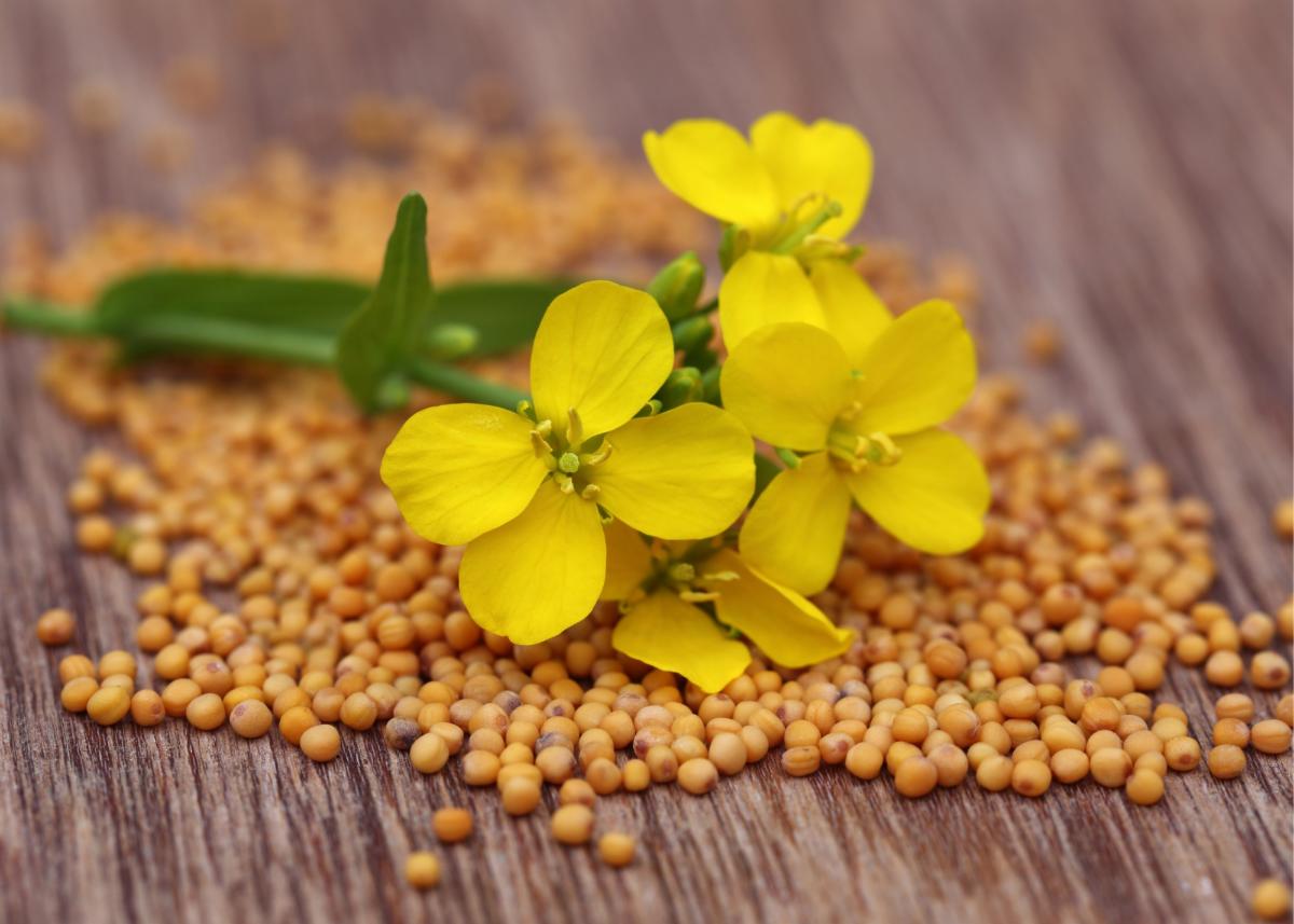 mustard seed