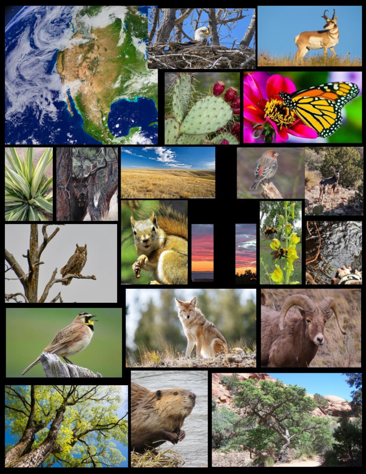 rms creation care team.jpg