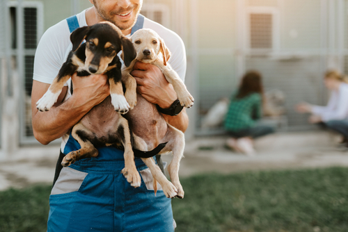 Young handsome adult male worker in animal shelter holding adorable dogs.