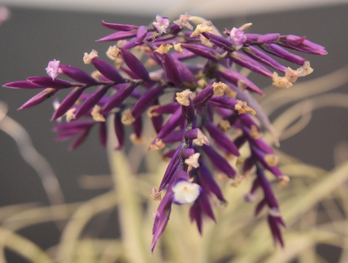 Orange County Orchid Society August News