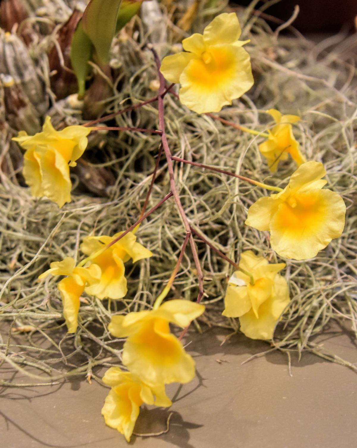 Orange County Orchid Society August News