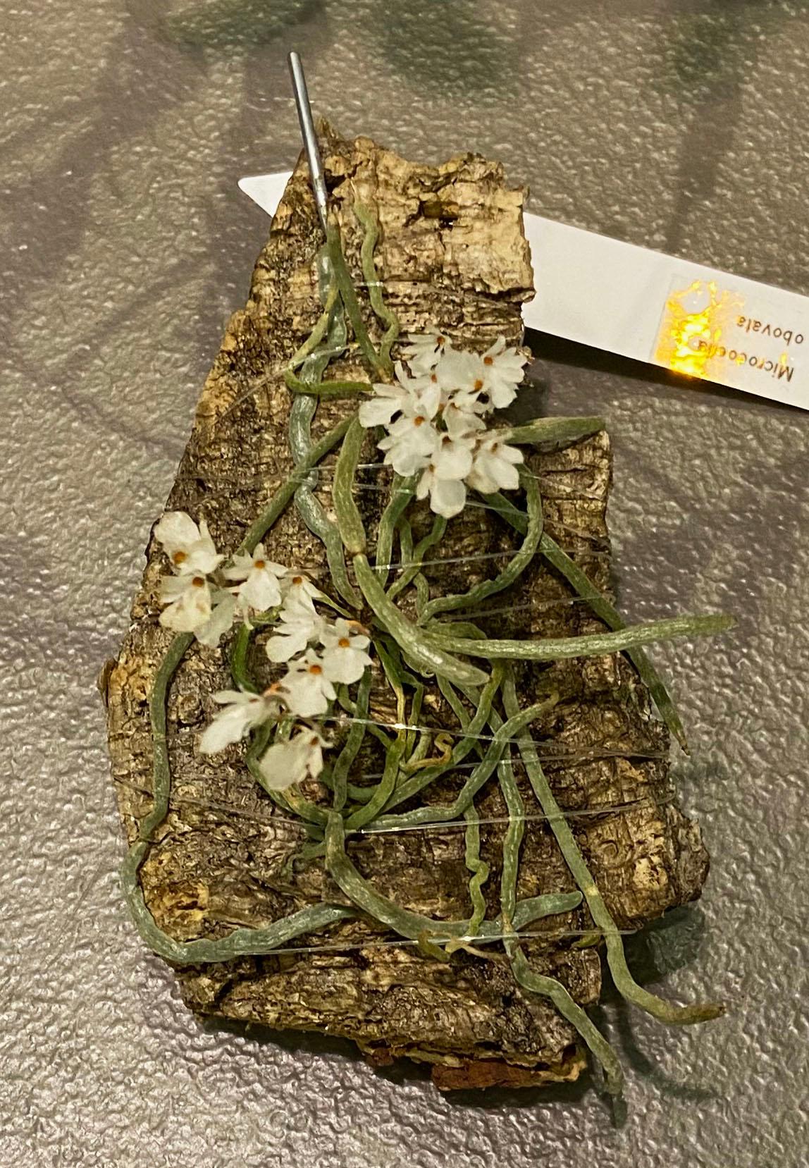 Orange County Orchid Society August News