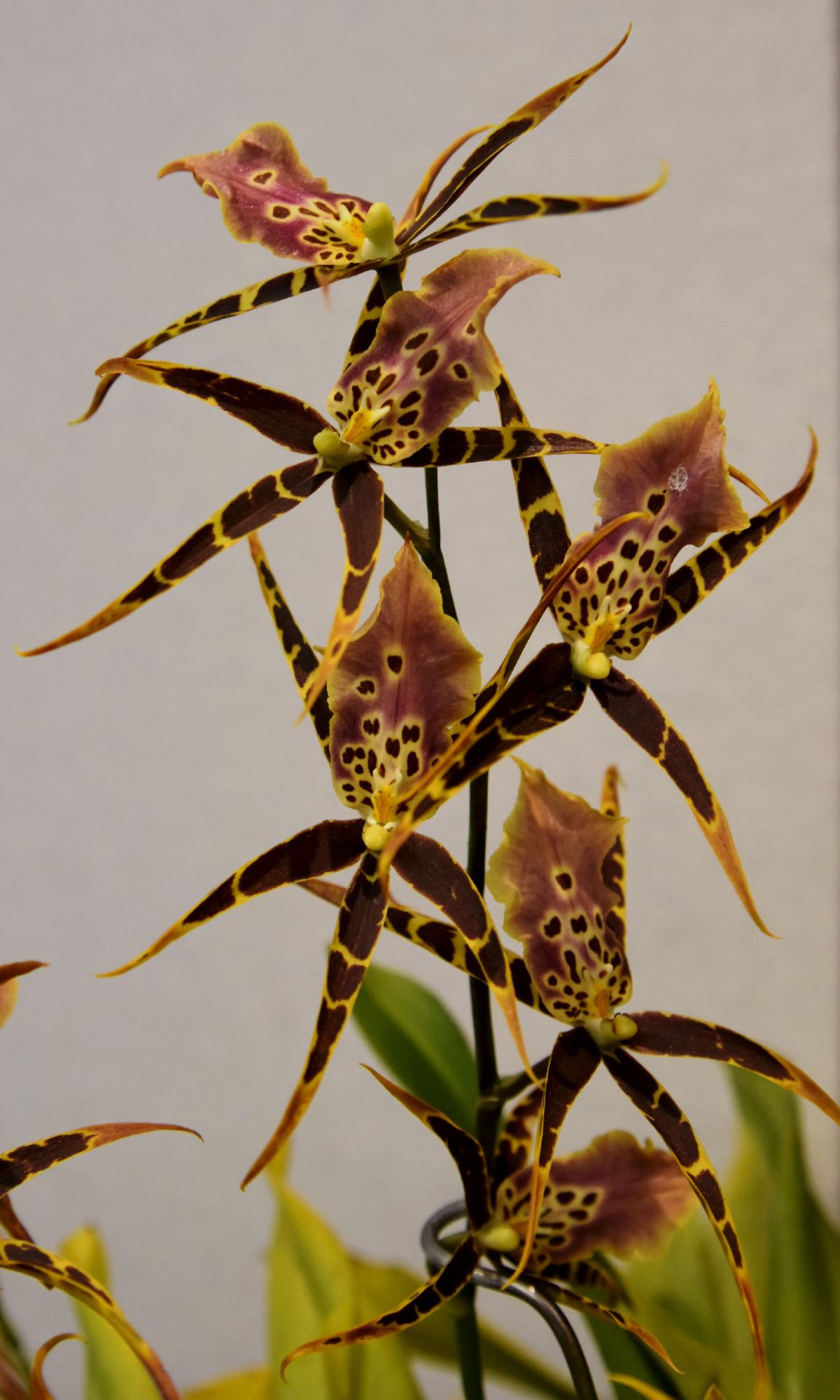 Orange County Orchid Society August News