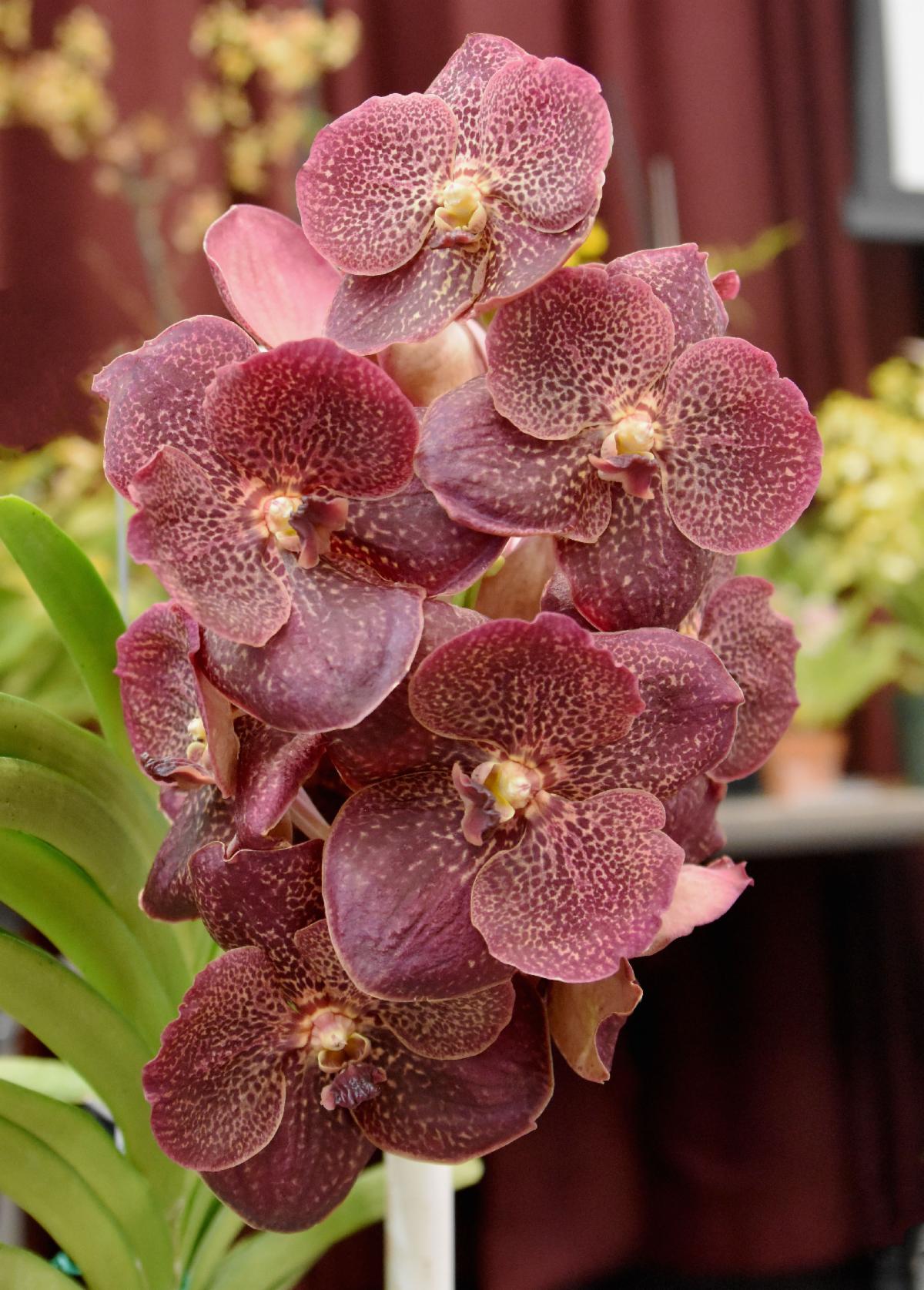 Orange County Orchid Society August News