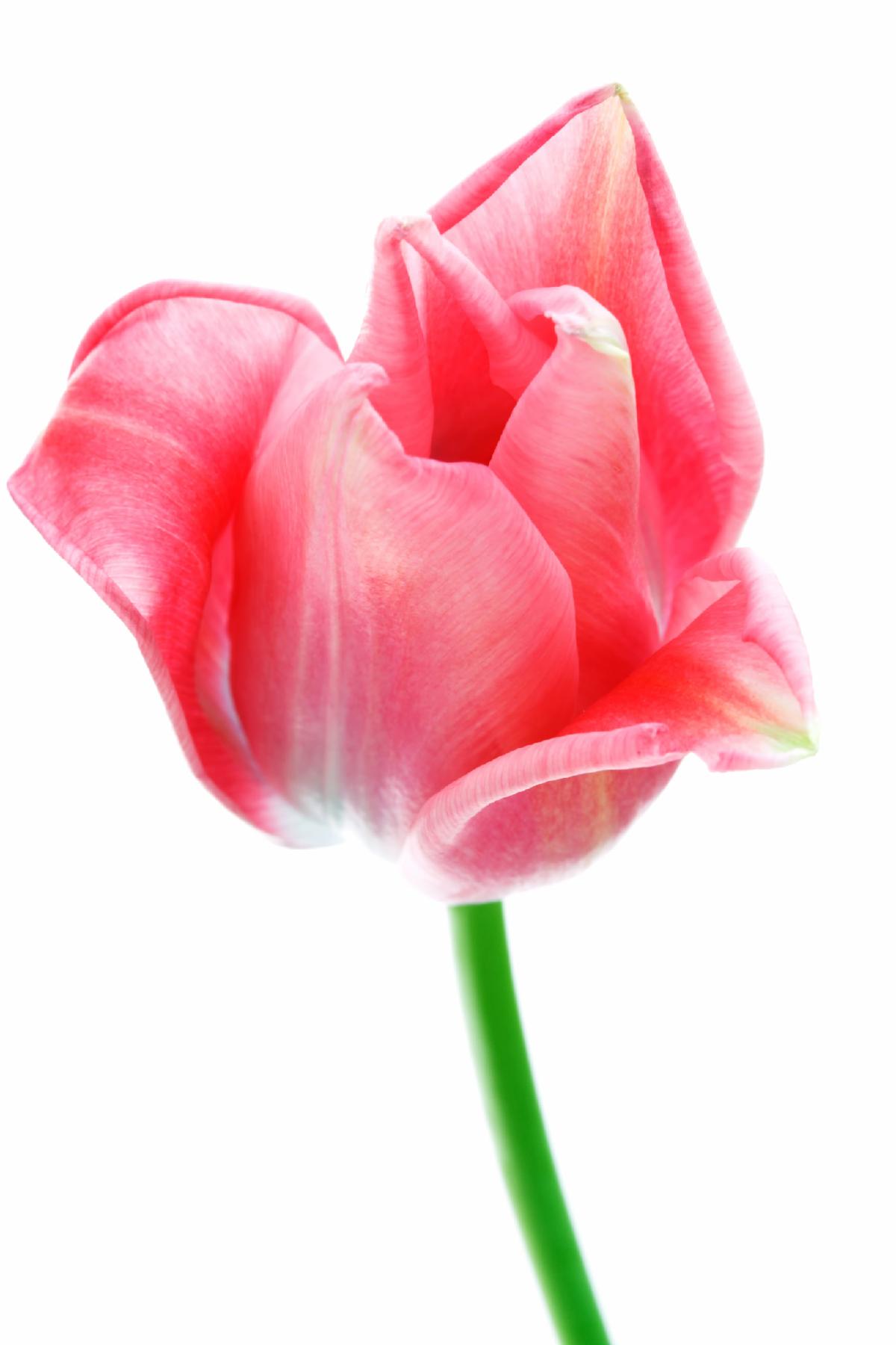 flowers3.jpg