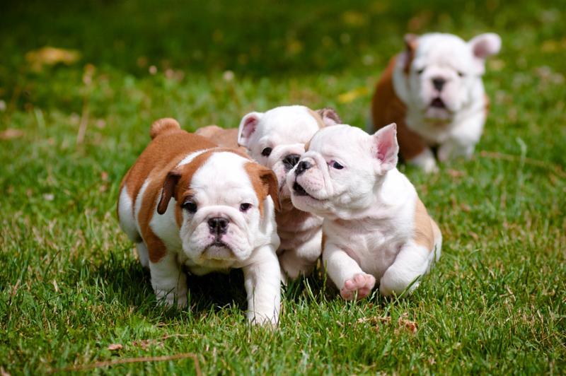english_bulldog_puppies.jpg