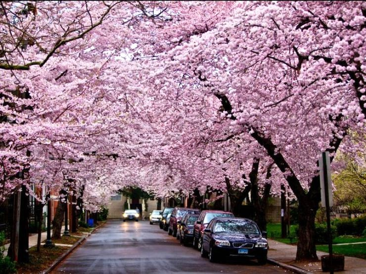 cherry-blossoms.jpeg_p1.png