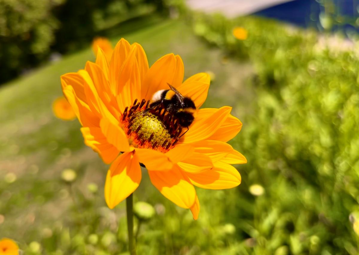 A bumblebee pollinates a flower