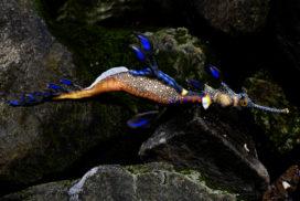 IZABEL LAM 3D PRINTED Sculpture - Dylan the Sea Dragon