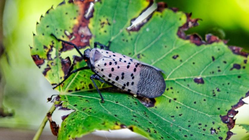 The Spotted Lanternfly.