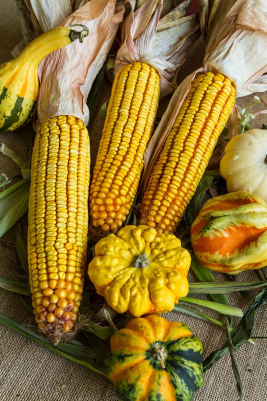 autumn_corn_gourds.jpg