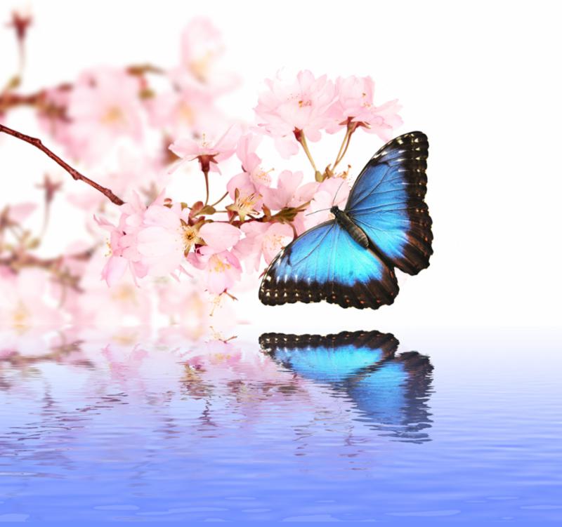 spring_blossoms_butterfly.jpg