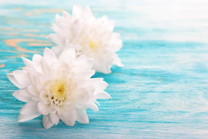 white_dahlias.jpg
