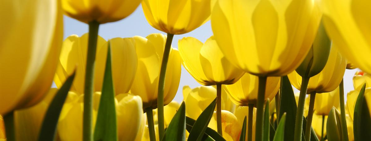 flowers.jpg