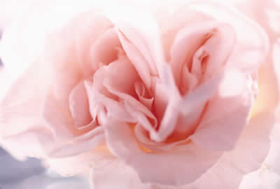 soft-pink-flower.jpg