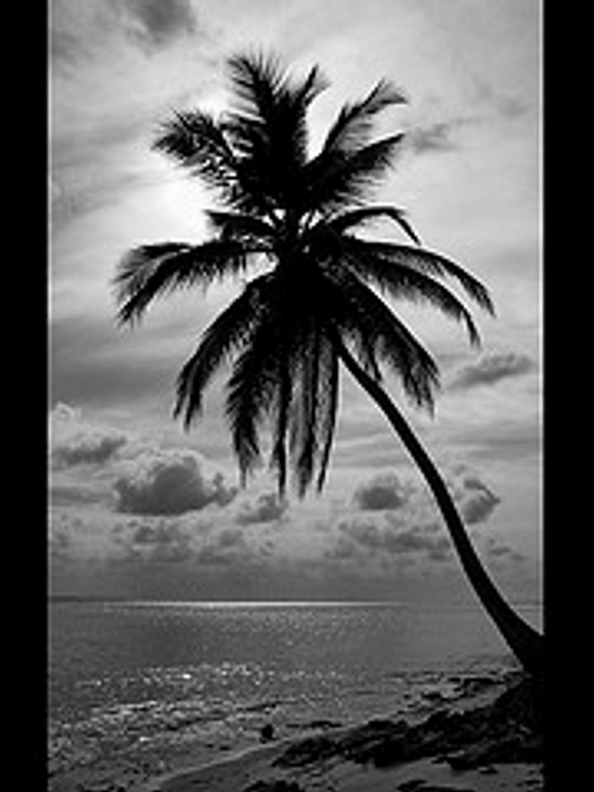palm pic.jpg