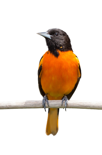 A baltimore oriole isolated on a white background.