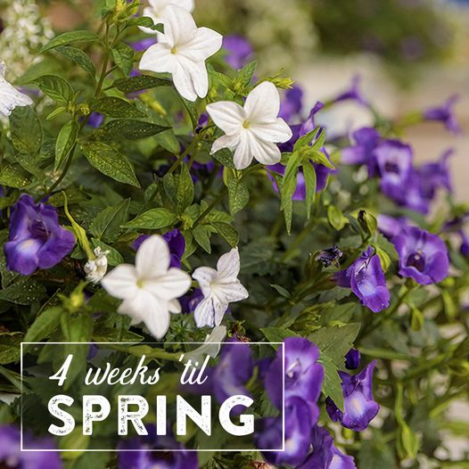 It's Time to Open for the 2022 Season at Griffin's Greenhouses!