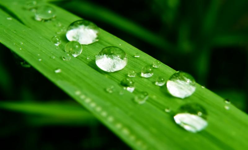 water_drops_on_leaf.jpg