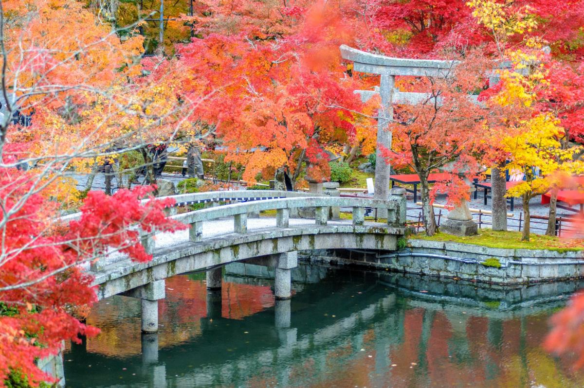Autumn Foliage at Eikando Temple=