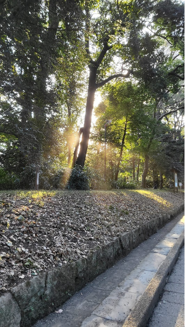 A singular shot of a tree hiding the sun at the Japanese temple in the late afternoon. 