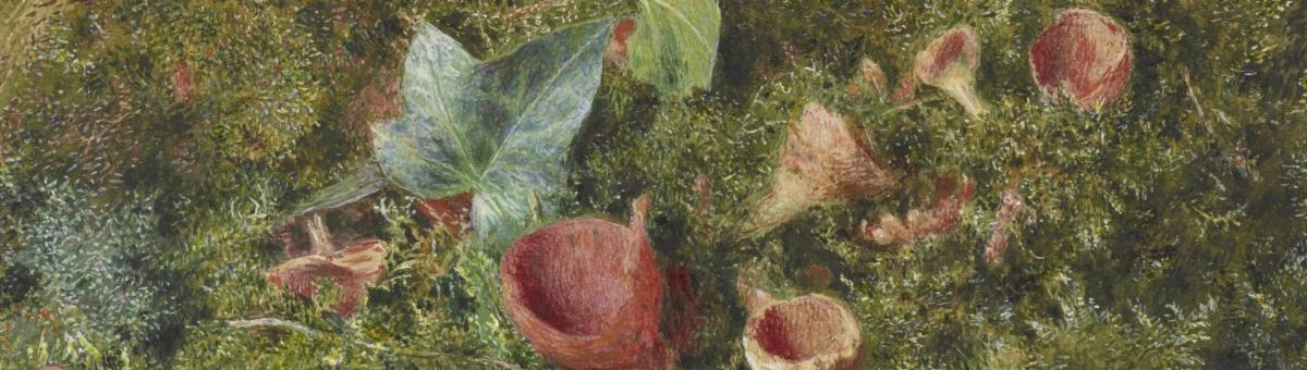 A detail of a watercolor painting of fungi and leaves and lichen