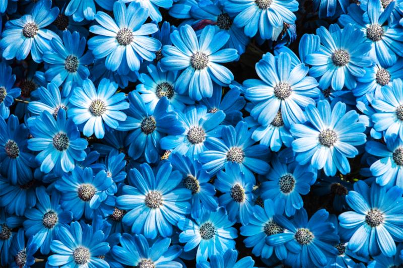 blue_flowers.jpg