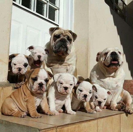 HSV Bulldog races