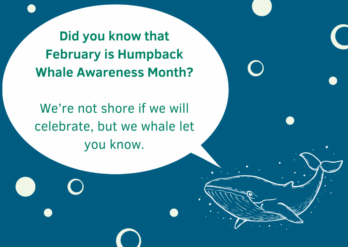 A whale with a speech bubble that says "Did you know that February is Humpback Whale Awareness Month? We're not shore if we will celebrate, but we whale let you know."