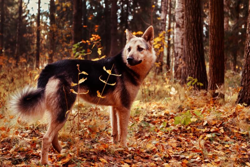 dog_in_fall_forest.jpg