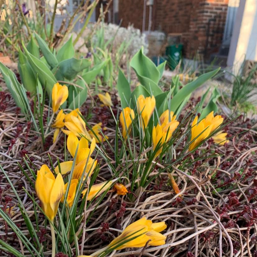 Tulip buds blossoming 