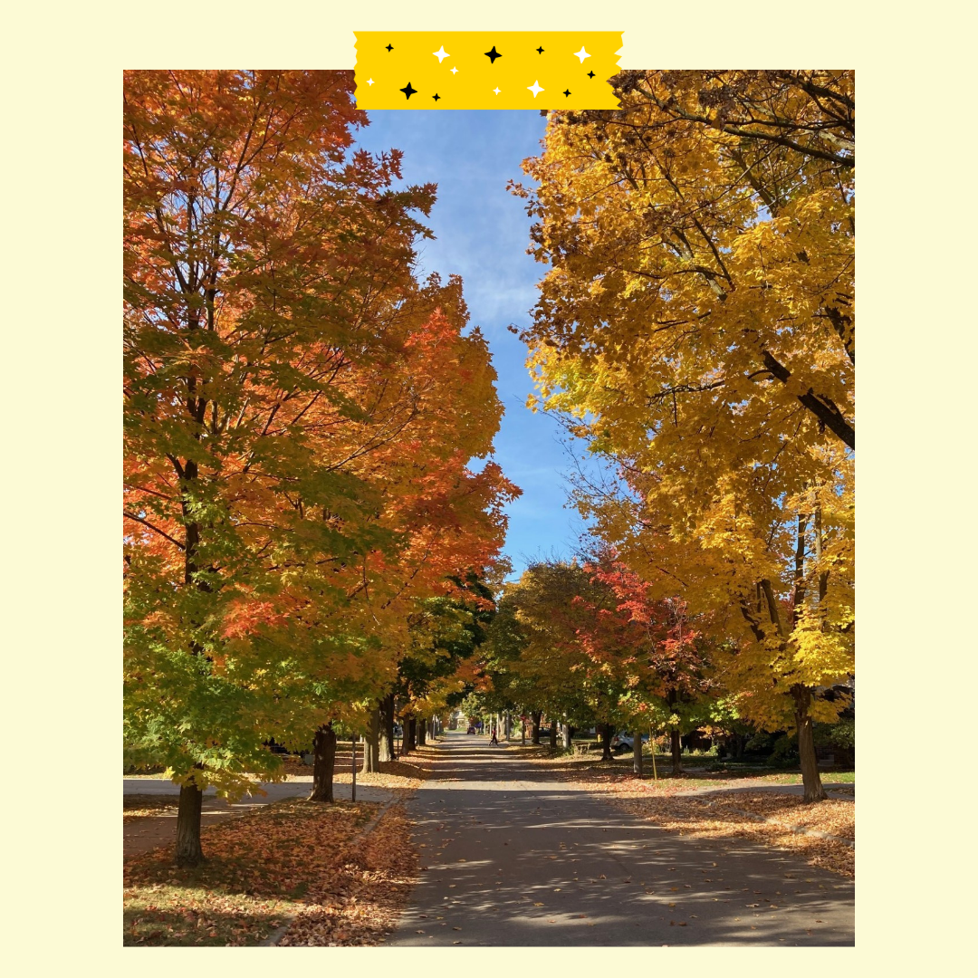 Street lined with trees with orange and yellow leaves