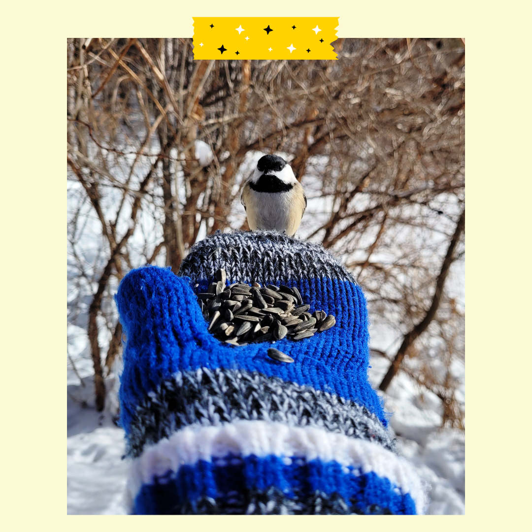 Winter background with a hand with a glove on with bird seed and a bird on the persons hand.