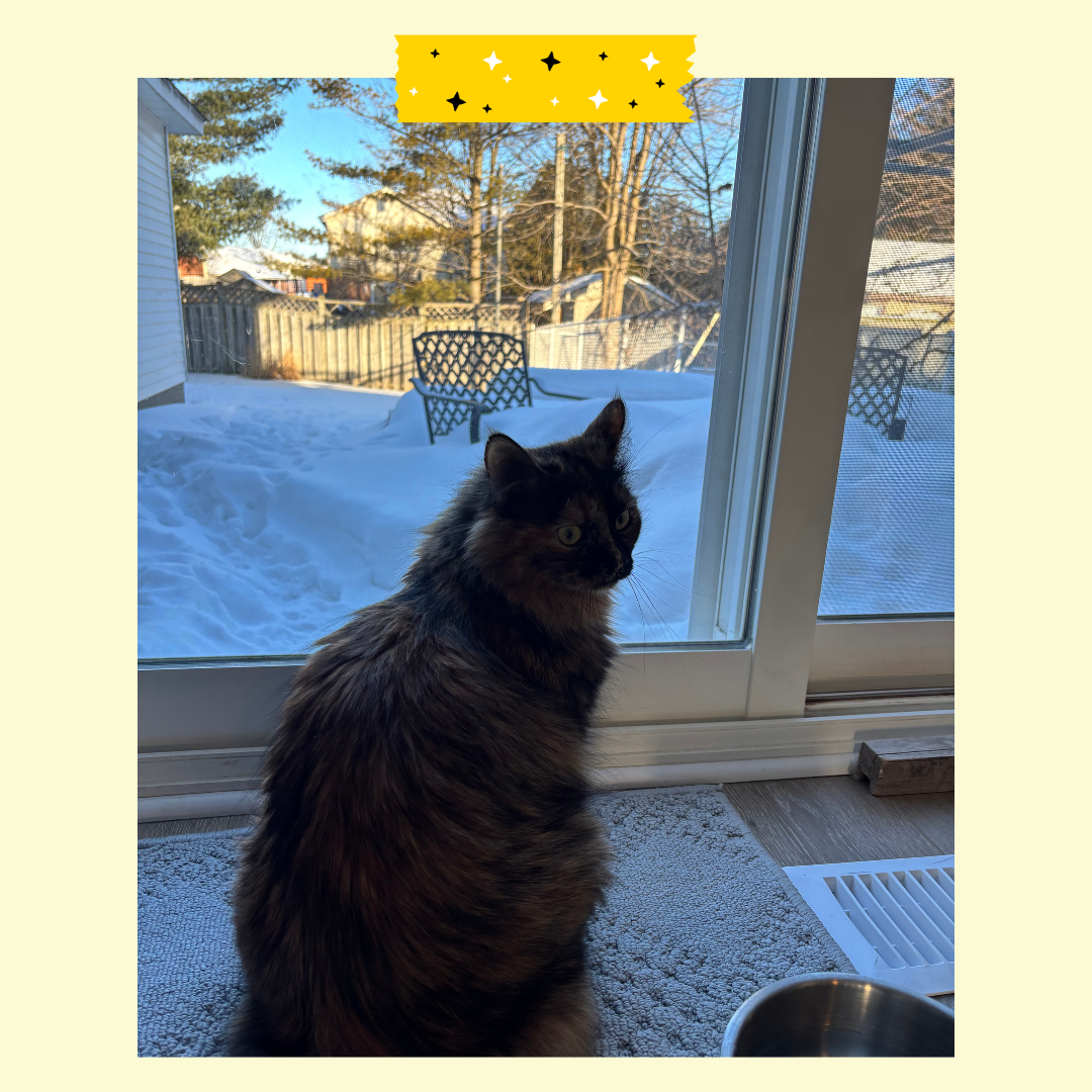 A cat looking out the window with snow in the background.