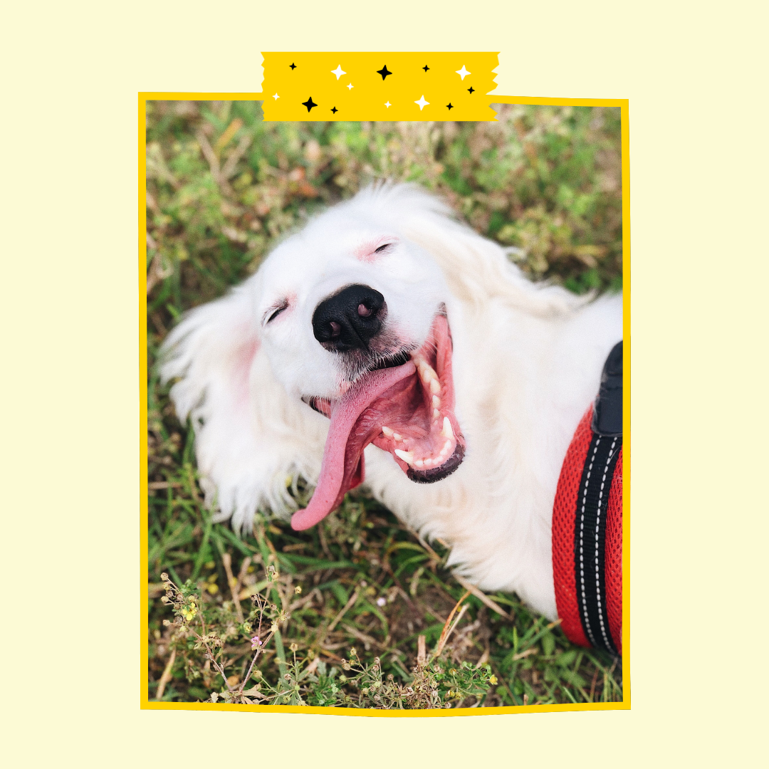 Happy dog on grass with tongue out