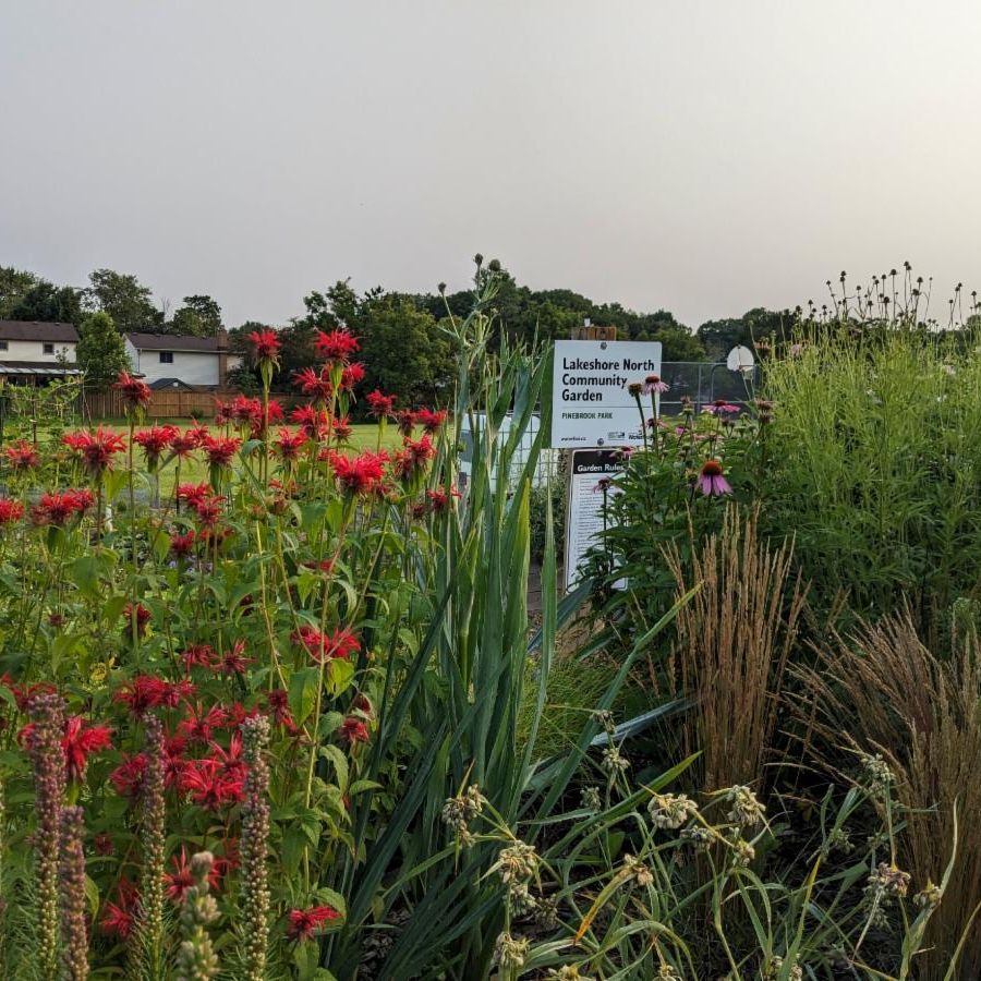 Garden with pollinator friendly plants