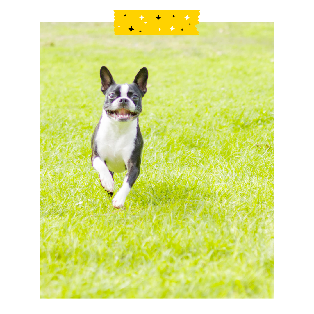 Dog running in a field