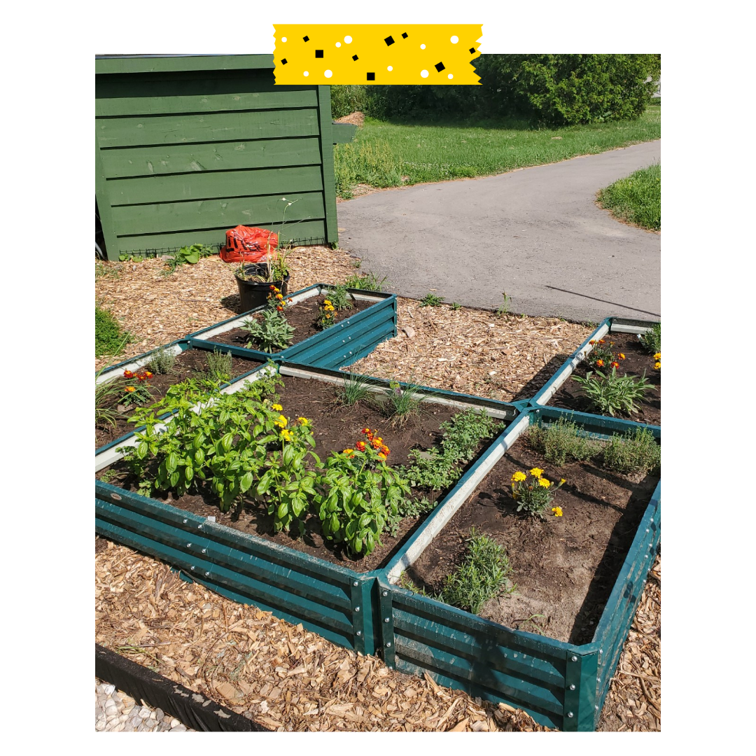 Image of an outdoor garden with garden beds and plants