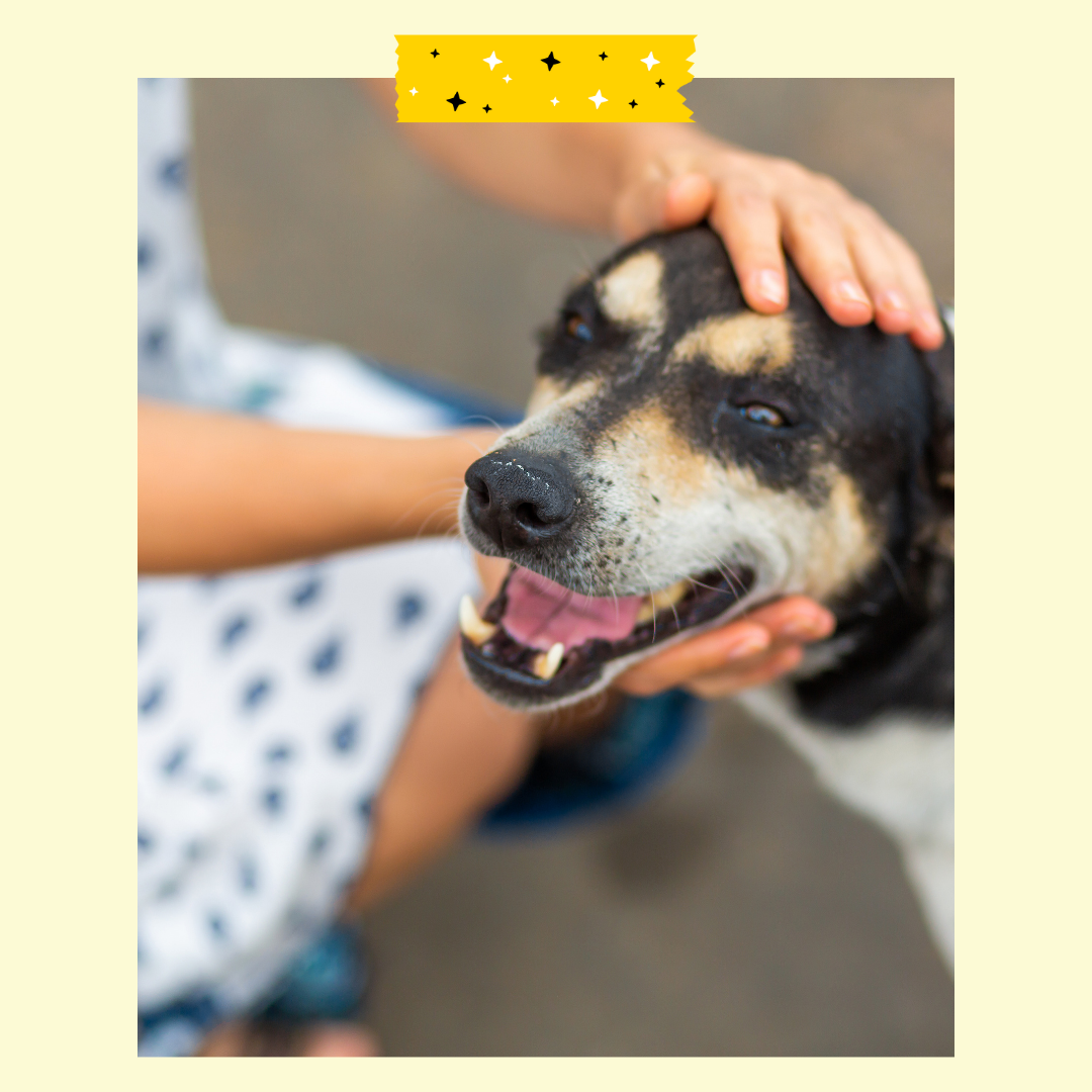 Close up of dog being pet