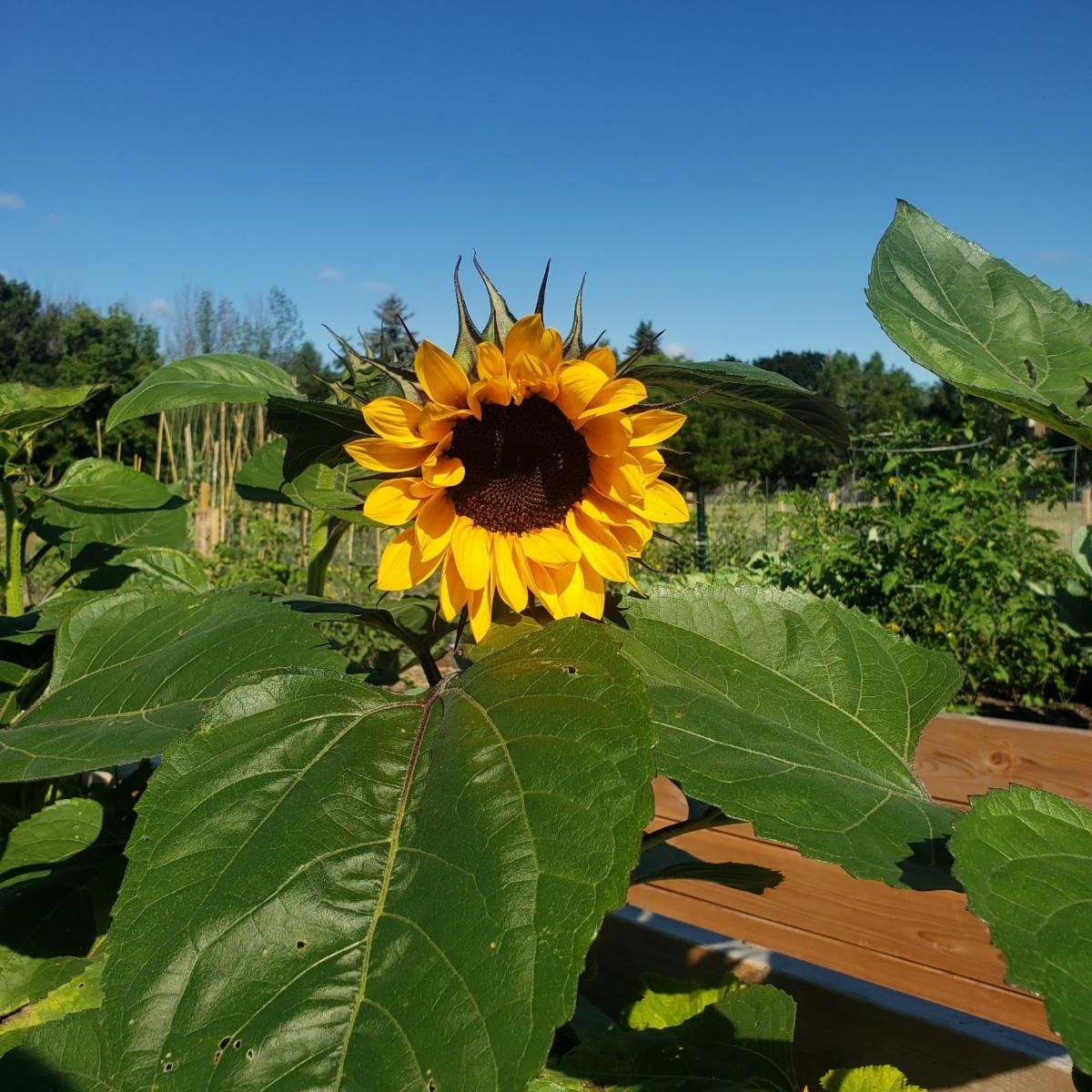 Sunflower in a garden